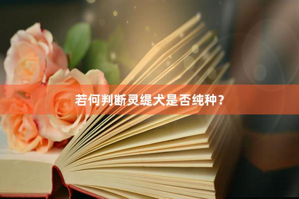 若何判断灵缇犬是否纯种？